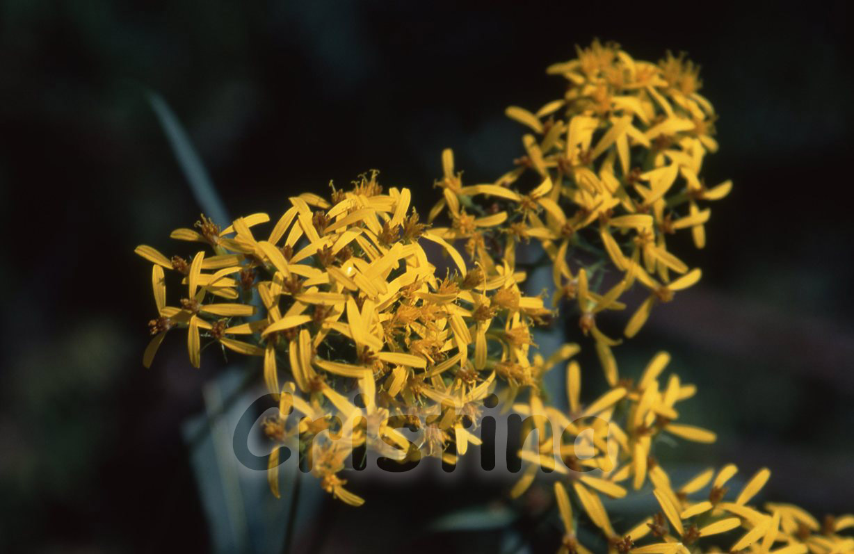 Composita gialla - Senecio fuchsii